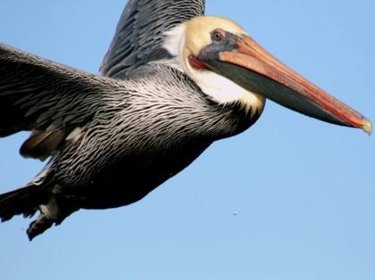 Flying brown pelican
